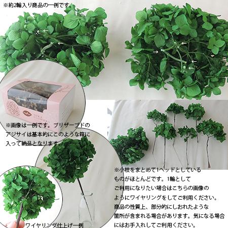 プリザーブド 東花 ソフトあじさいアナベル ホワイト 約2.5輪 64170
