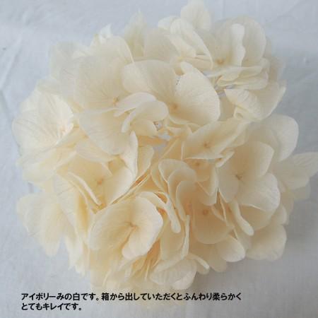プリザーブド 東花 ソフトあじさい美咲 オフホワイト 約2.5輪 64168