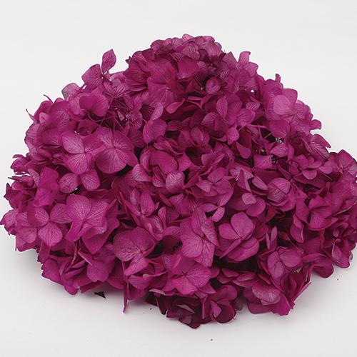 プリザーブド 東北花材 ソフトあじさい美咲 ビューティー 約２ ５輪 あ行 あじさい