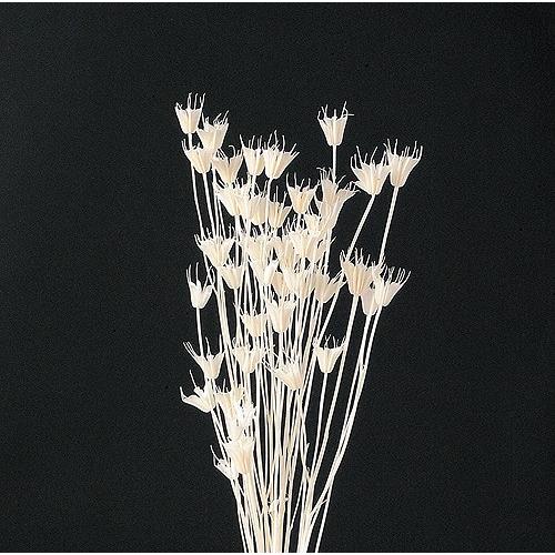 381円 22春夏新色 ドライ 東北花材 ニゲラオリエンタリス ｇ入り ホワイト ドライフラワー花材 ニゲラ