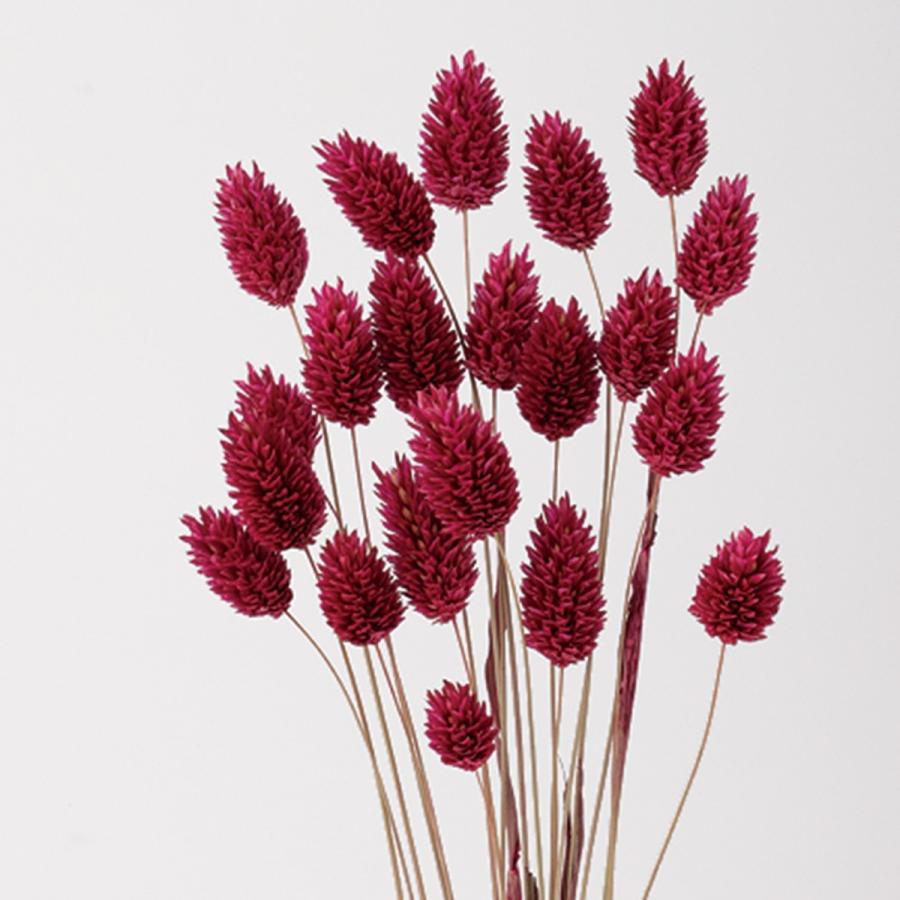 ドライ 東花 ポアプランツ 約15g入り ボルドー 75711 ドライフラワー花