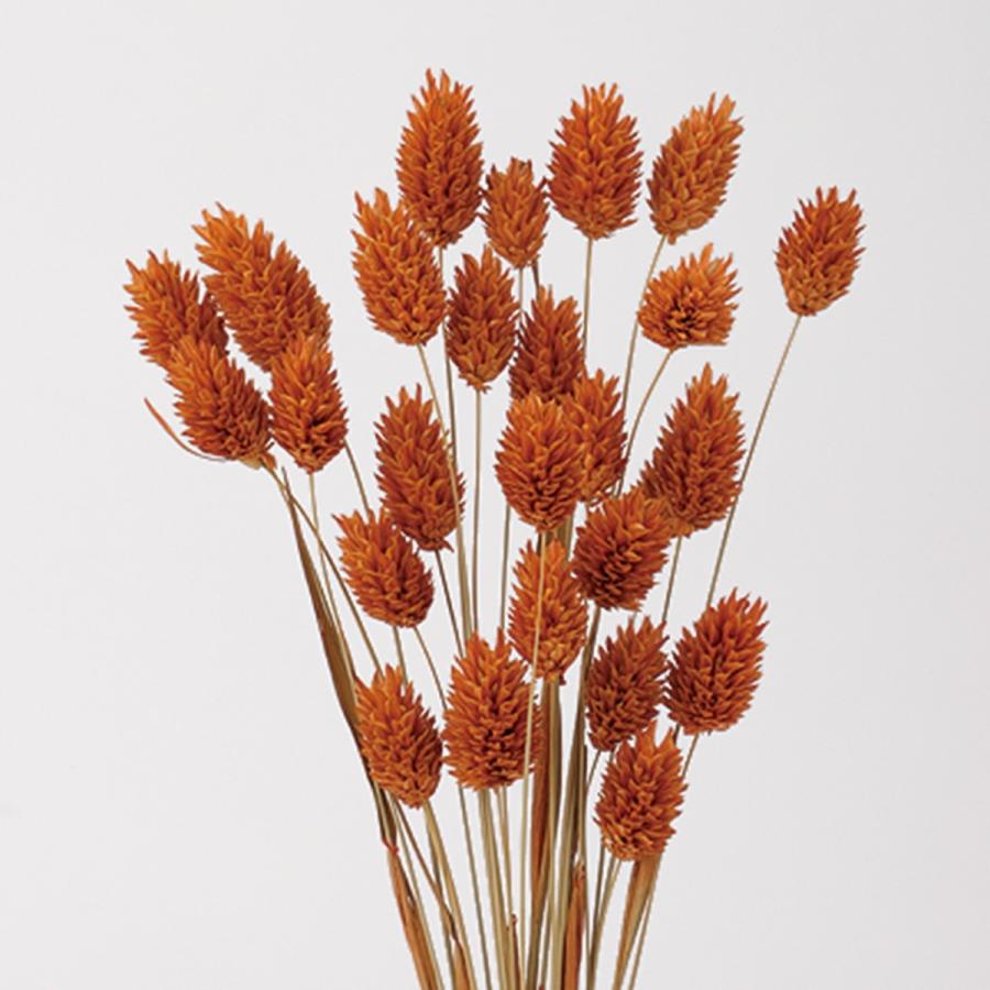 ドライ 東花 ポアプランツ 約15g入り ブリックオレンジ 75712 ドライ