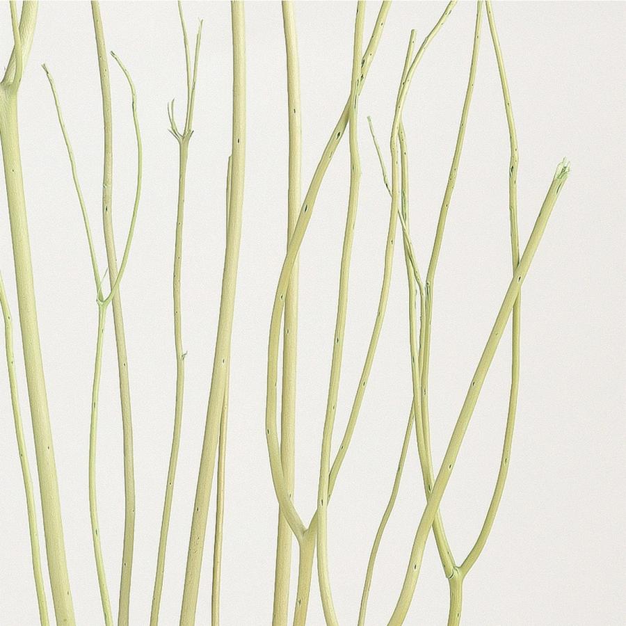 ドライ 東北花材 ミツマタ 3本入り ライトグリーン ドライ枝物 三又 049 はなどんやアソシエ 通販 Yahoo ショッピング