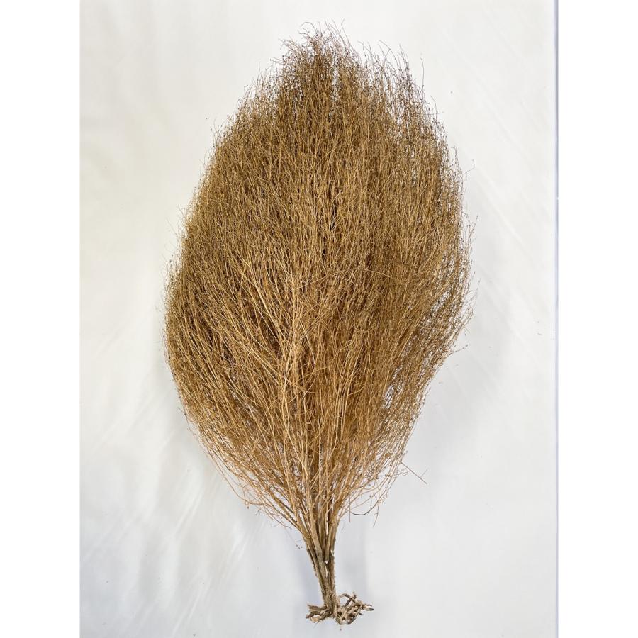 ドライ 東花 コキアホール 大 ナチュラル 69149 ドライフラワー花材