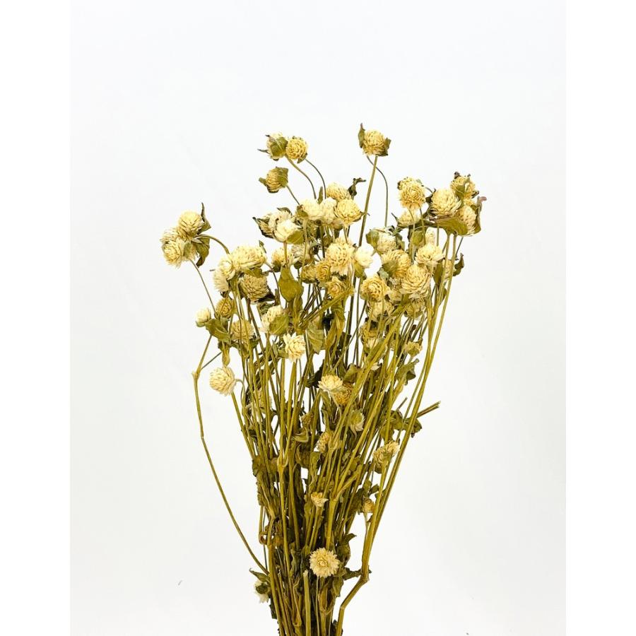 ドライ 東花 センニチコウ ミニ 約25g N ホワイト 61161 ドライ