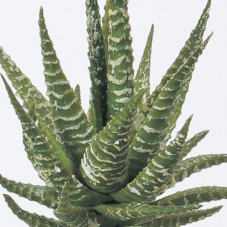 造花 アスカ ハワーティア グリーン A-41269-51A 造花葉物、フェイクグリーン 多肉植物|hanadonya|02