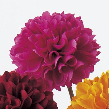 79 Off 造花 アスカ ポンポンマム ローズ A 5 花材 か行 キク 菊 ピンポンマム Wantannas Go Id