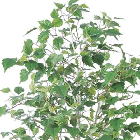 直送 人工観葉植物 アスカ バーチツリー ポット付 グリ−ン A-50868 