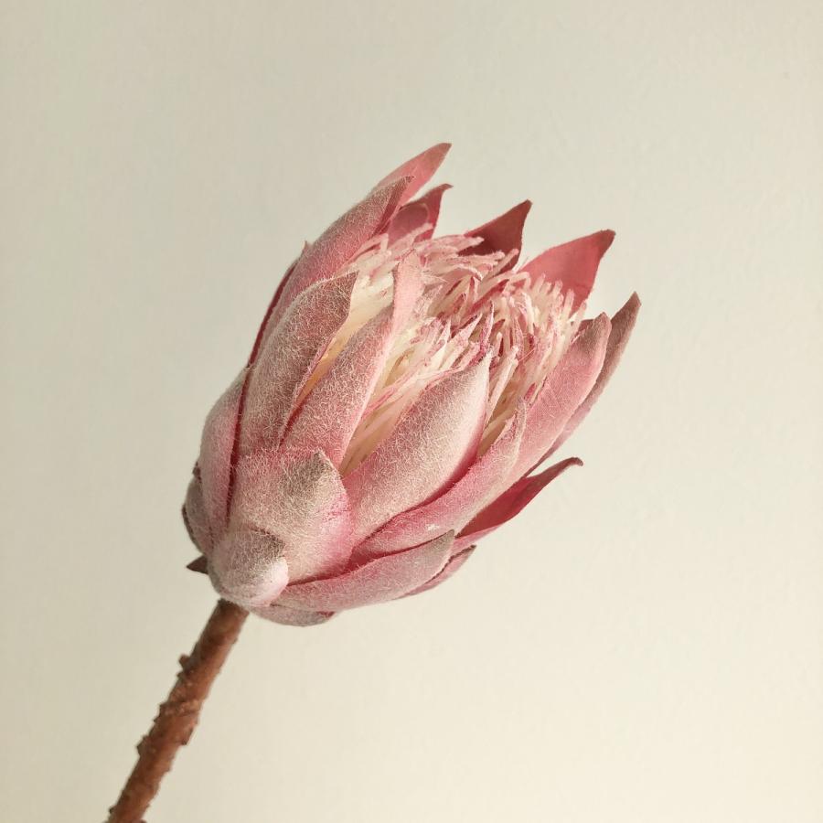 造花 アスカ プロテア 003 ピンク A 334 3 造花 わ行 ワイルドフラワー 051 230 はなどんやアソシエ 通販 Yahoo ショッピング