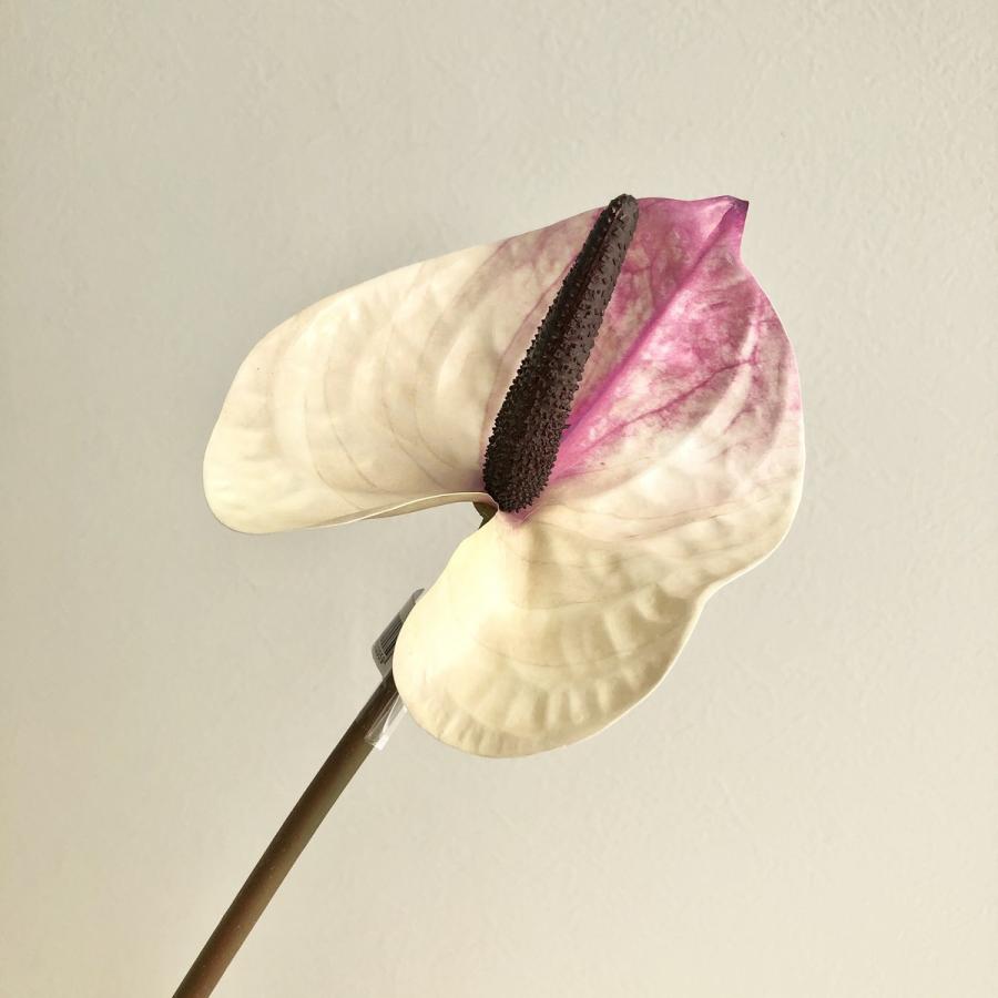 造花 アスカ アンスリウム クリームバイオレット A 11v 造花 花材 あ行 アンスリューム 051 257 はなどんやアソシエ 通販 Yahoo ショッピング