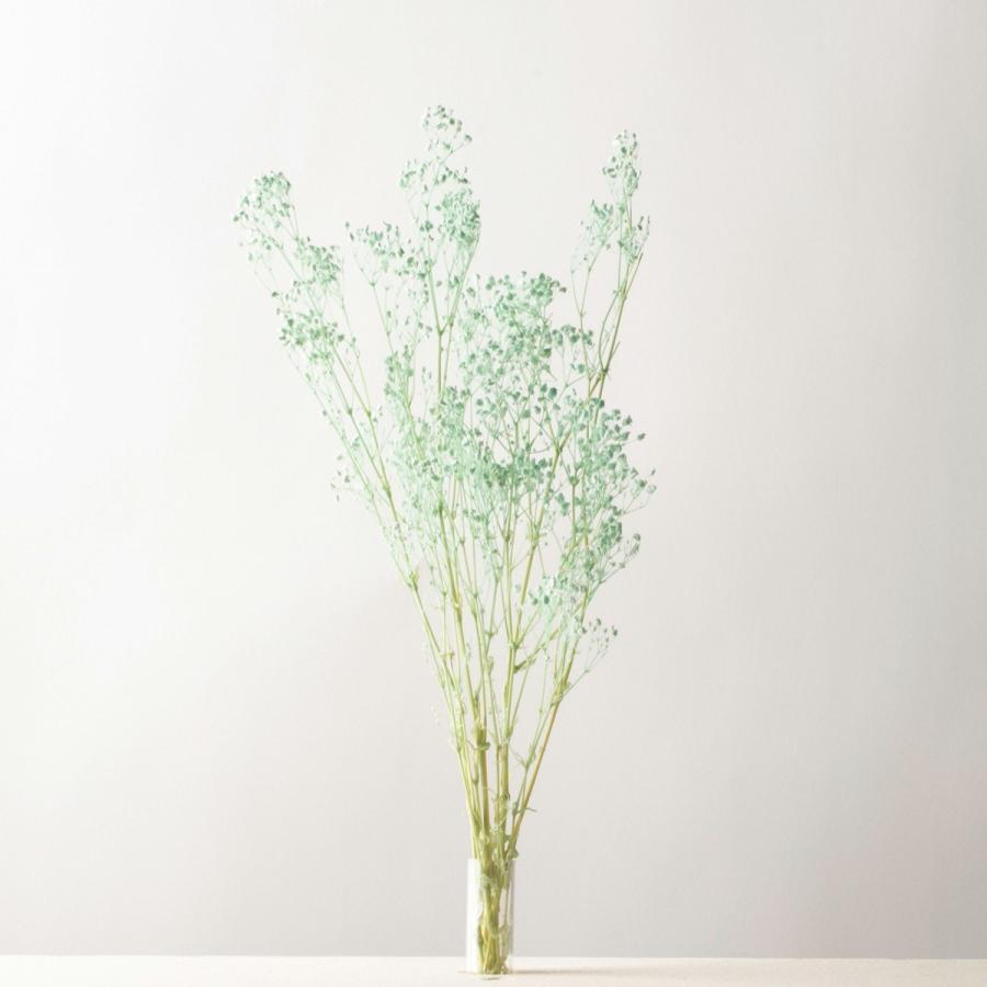 メイルオーダー ドライ アスカ カスミソウ シーフォームグリーン An010 059s ドライフラワー花材 カスミ草