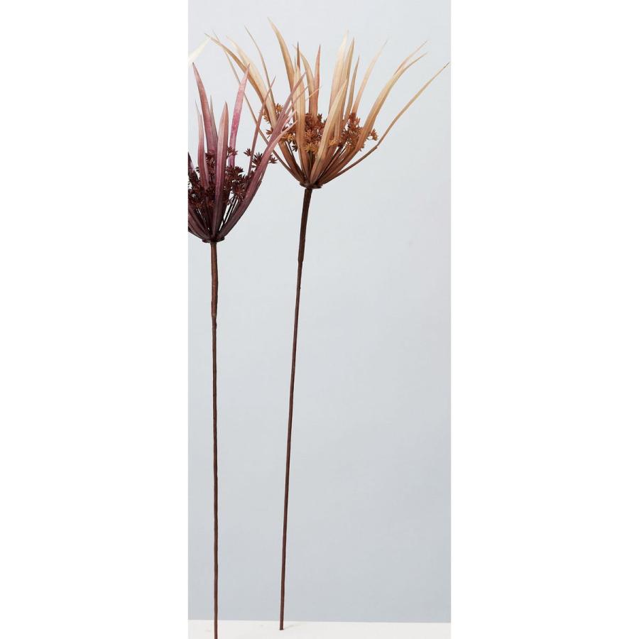 ヤドリギno.79 やや大型 樹木図鑑(ヤドリギ)