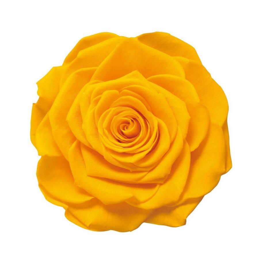 プリザーブド ロザヴィ ヴェルメイユ クレオパトラ サフランイエロー Pr693 73 は行 バラ ローズ 063 はなどんやアソシエ 通販 Yahoo ショッピング