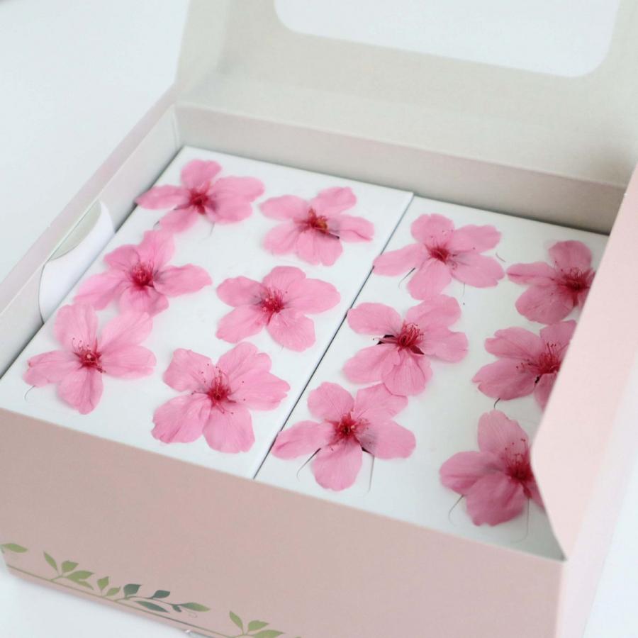 プリザーブド 南原農園 サクラ 12輪 フレッシュピンク その他