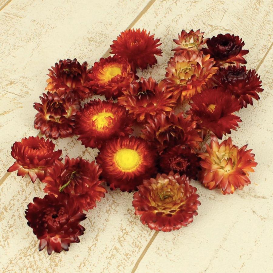 即日 ドライ コアトレーディング ヘリクリサム ヘッド ナチュラルレッド 約10g 約輪 ドライフラワー花材 ヘリクリサム 065 はなどんやアソシエ 通販 Yahoo ショッピング