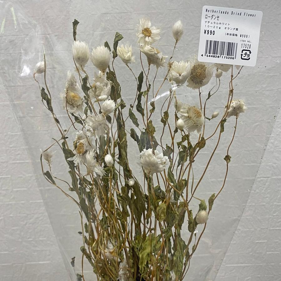 日限定10 ドライ コアトレーディング ローダンセ ナチュラルホワイト 約10 g 175 ドライフラワー花材 その他ドライフラワー 065 はなどんやアソシエ 通販 Yahoo ショッピング