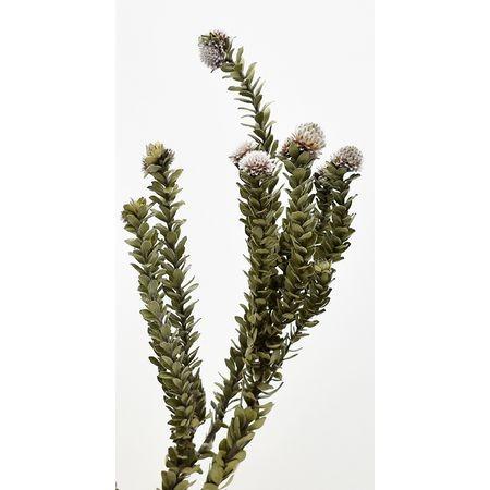 日限定10 ドライ コアトレーディング バクスフォリア 30g ナチュラル 10束 ドライフラワー花材 ワイルドフラワー 065 はなどんやアソシエ 通販 Yahoo ショッピング