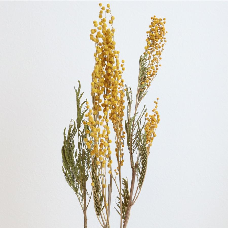 大人気 即日 ドライ コアトレーディング ミモザ アカシア 約15g ナチュラルイエロー ドライフラワー花材