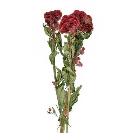 日限定10 ドライ コアトレーディング 久留米ケイトウ 約3本 ナチュラルレッド 5束 ドライフラワー花材 その他ドライフラワー 065 はなどんやアソシエ 通販 Yahoo ショッピング