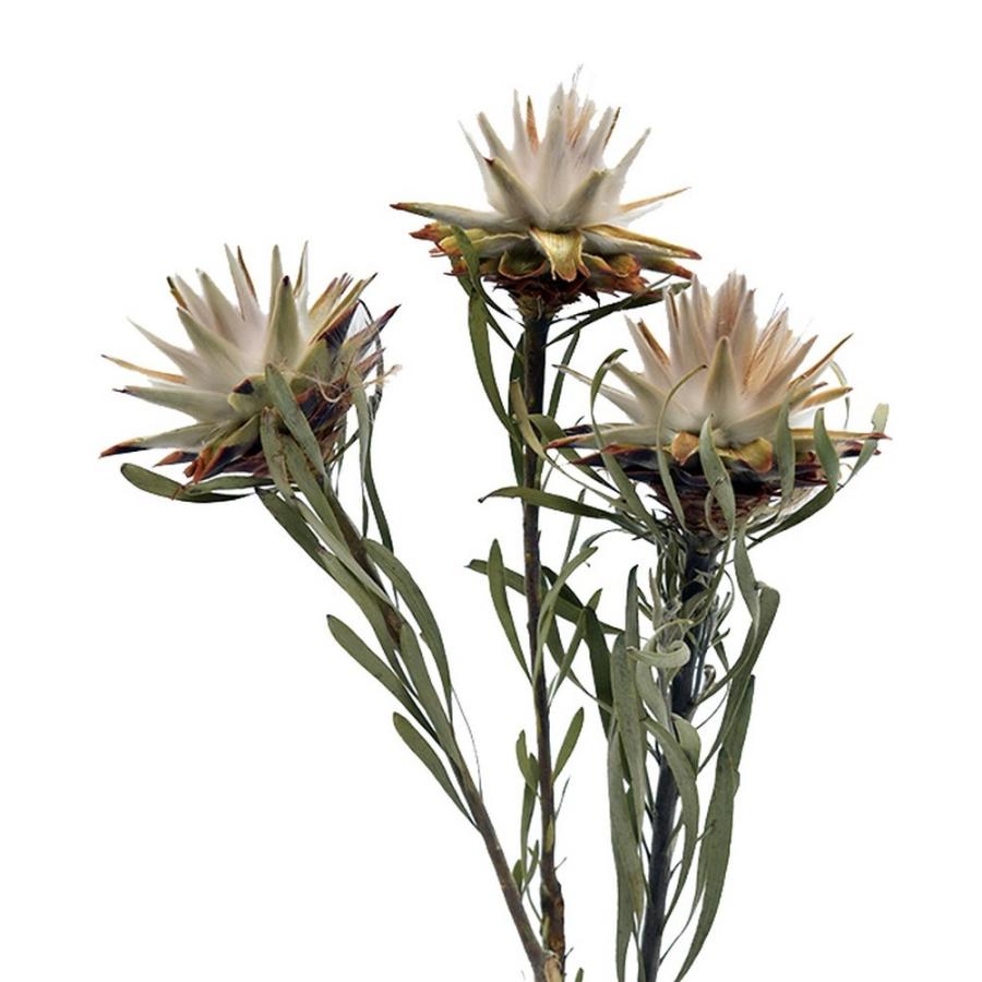 日限定10 ドライ コアトレーディング プルモーサム シングルヘッド