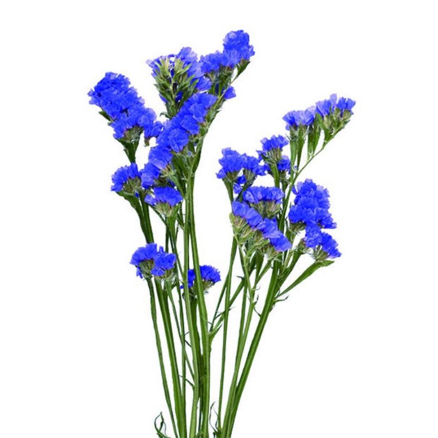 日限定10 ドライ コアトレーディング スターチス ピリカブルー 約7-12g