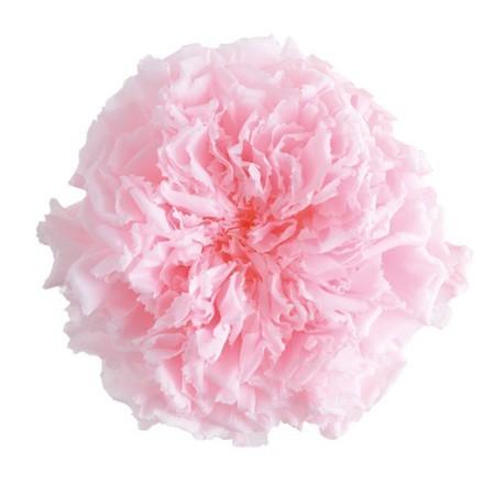 プリザーブド フロールエバー プレミアムカーネーション ミルキーピンク 6輪 Fl1300 30 か行 カーネーション 075 はなどんやアソシエ 通販 Yahoo ショッピング