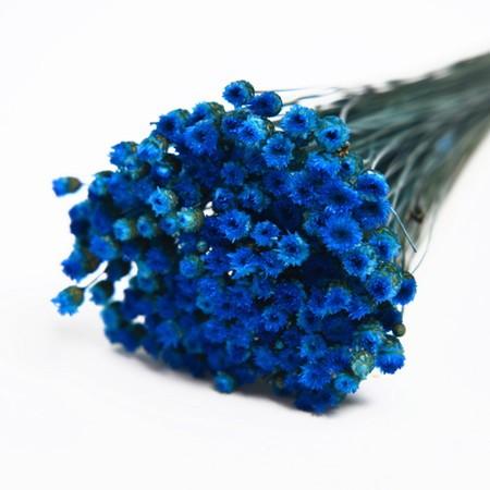 ドライ フロールエバー ジャジルダ 約20g入り ブルー FLDR0017-870