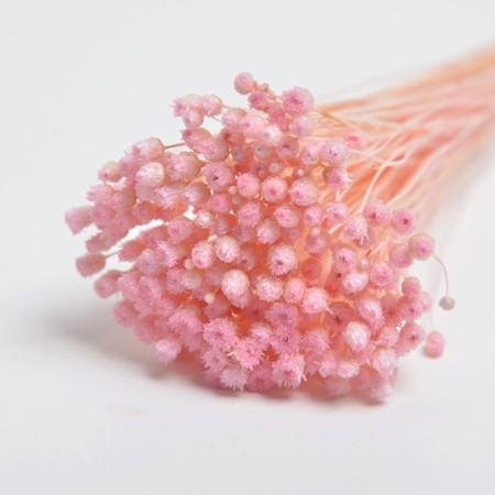 ドライ フロールエバー ジャジルダ 約20g入り ライトピンク FLDR0017