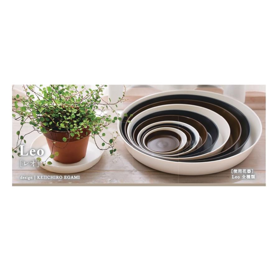 日限定07 フラワーベース Leo レオ 11号 チョコ 8601 5個 植木鉢