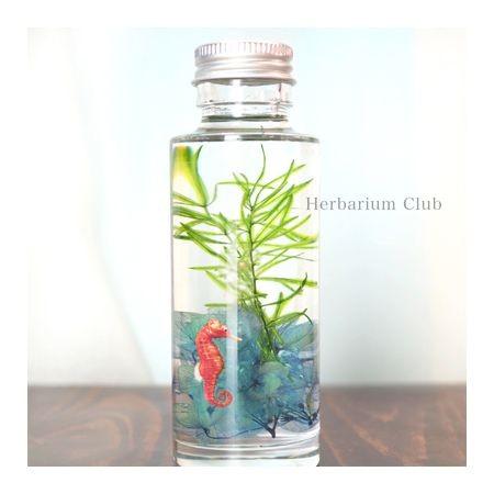 爆買いセール 日限定10 ハーバリウムクラブ タツノオトシゴ Hr Seh 101 ハーバリウムフィルム イラスト入り Wantannas Go Id
