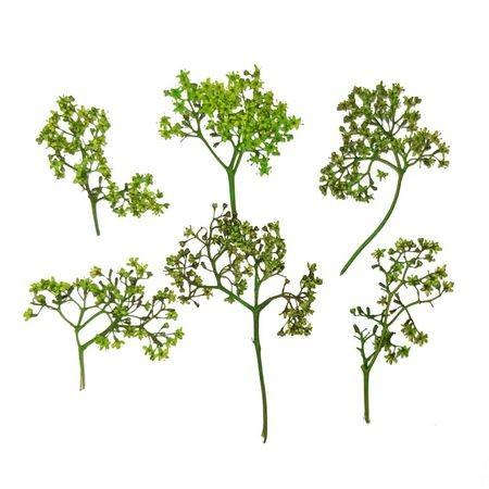 ドライ そらプリ 押し花 ニワトコ ライトグリーン 6枚 Os0029 ドライフラワー花材 押し花 143 はなどんやアソシエ 通販 Yahoo ショッピング