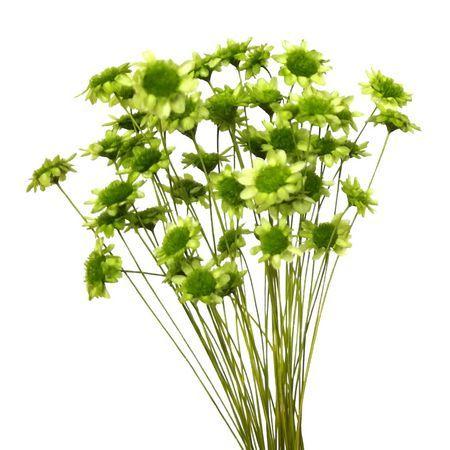 即日 ドライ そらプリ スターフラワー 小分け アップルグリーン Spfc0005 ドライフラワー花材 スターフラワー 143 はなどんやアソシエ 通販 Yahoo ショッピング