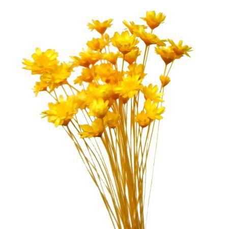 即日 ドライ そらプリ スターフラワー 小分け イエロー Spfc0009 ドライフラワー花材 スターフラワー 143 はなどんやアソシエ 通販 Yahoo ショッピング