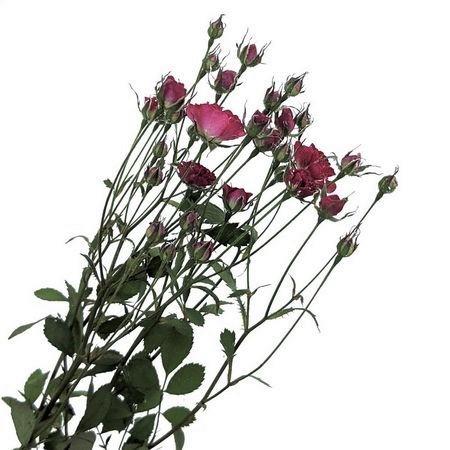 即日 ドライ そらプリ お見舞い Silicaドライ リトルローズ ドライフラワー花材 ローズ バラ Spfc0060