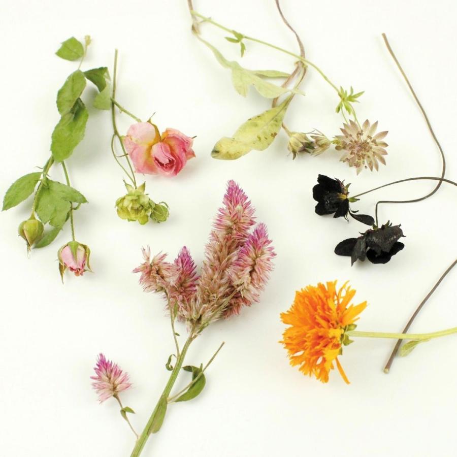即日 ドライ そらプリ 野の花ドライ おまかせアソート 約6 10本 Spdc0003 ドライフラワー花材 その他ドライフラワー 143 はなどんやアソシエ 通販 Yahoo ショッピング
