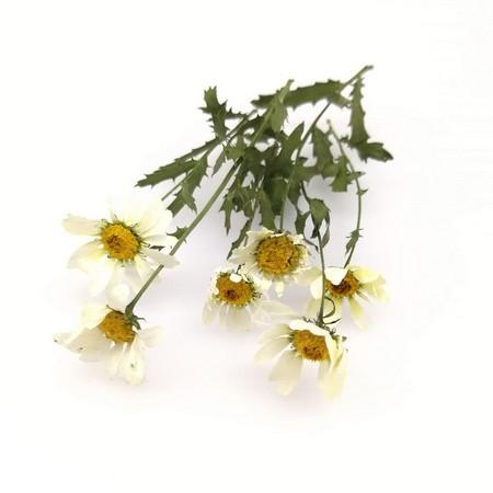 ドライ そらプリ 野の花ドライ ノースポール 約5本 Spdc0019 ドライフラワー花材 その他ドライフラワー 143 004 はなどんやアソシエ 通販 Yahoo ショッピング