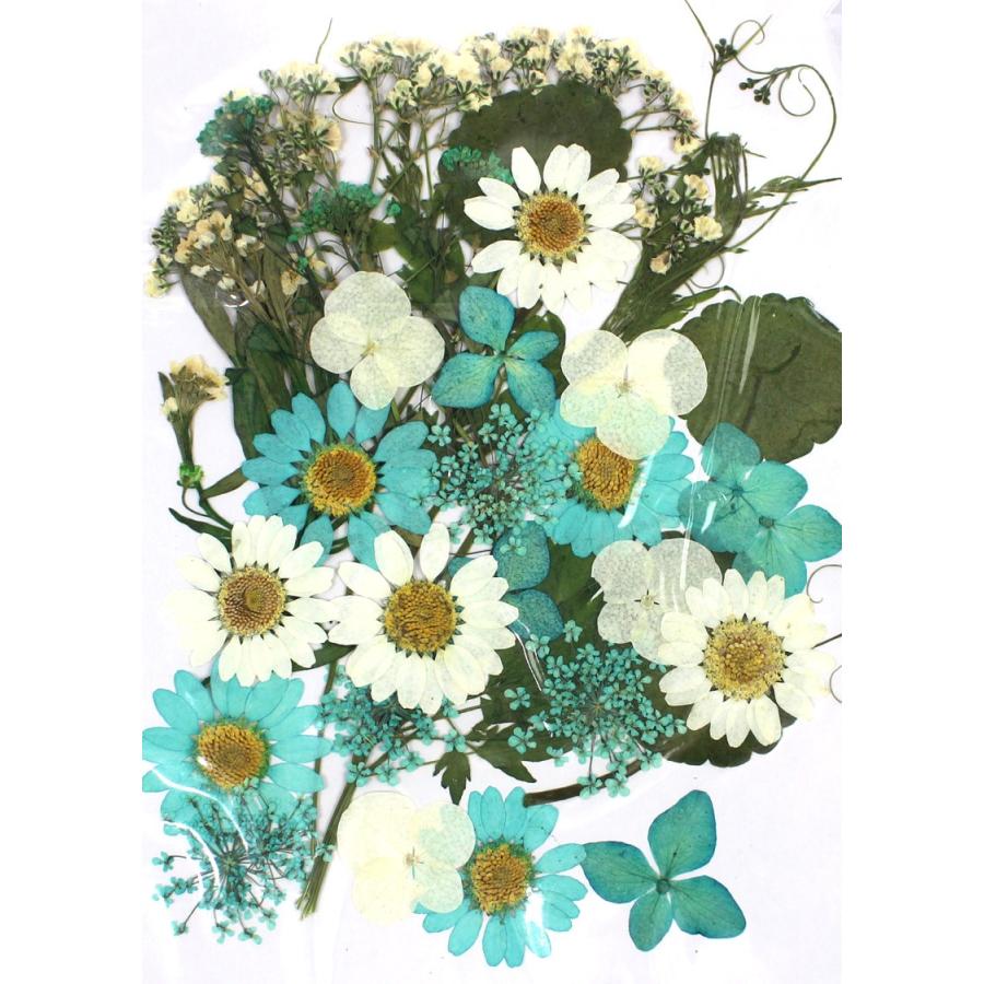 ドライ 押し花 ブルー系デザインパック 35輪 1 01b ドライフラワー花材 押し花 169 はなどんやアソシエ 通販 Yahoo ショッピング