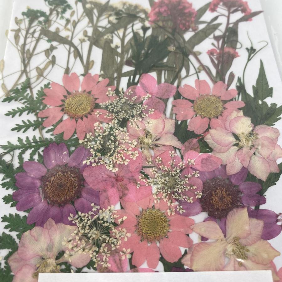 ドライ 押し花 ピンクデザインパック 35輪 1 03k ドライフラワー花材 押し花 169 はなどんやアソシエ 通販 Yahoo ショッピング