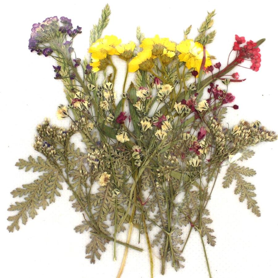 日限定07 ドライ 押し花 デザインパック 1-103 ドライフラワー花材