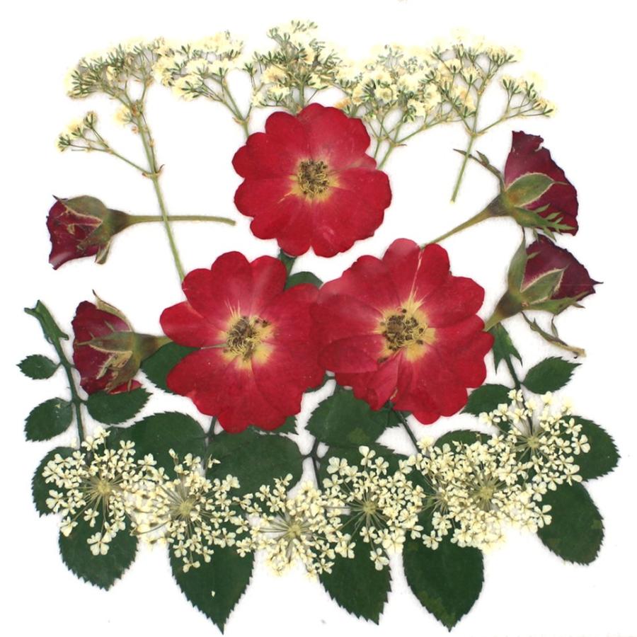 セットアップ 日限定07 ドライ 押し花 バラのデザインパック 1 104 ドライフラワー花材