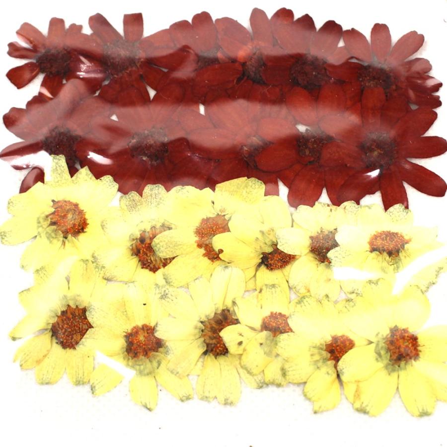 日限定07 ドライ 押し花 ジニア 24輪 1-149 ドライフラワー花材 : は