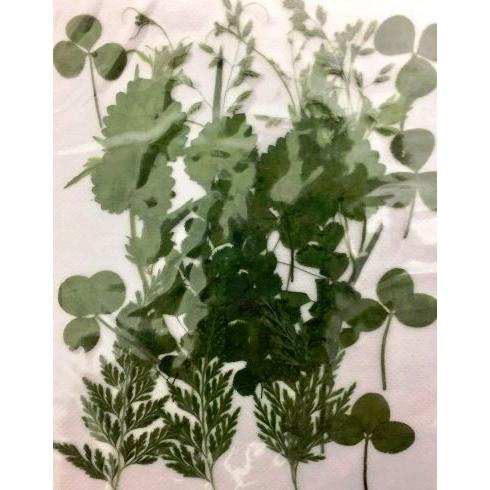 日限定07 ドライ 押し花 緑葉っぱ ミックス 1-G ドライフラワー花材