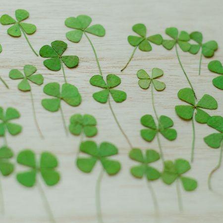 魅了 日限定07 ドライ 押し花 四つ葉のクローバー 24輪 1 250 ドライフラワー花材