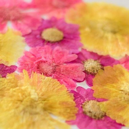 日限定07 ドライ 押し花 金菊ミックス 12輪 1-301 ドライフラワー花材