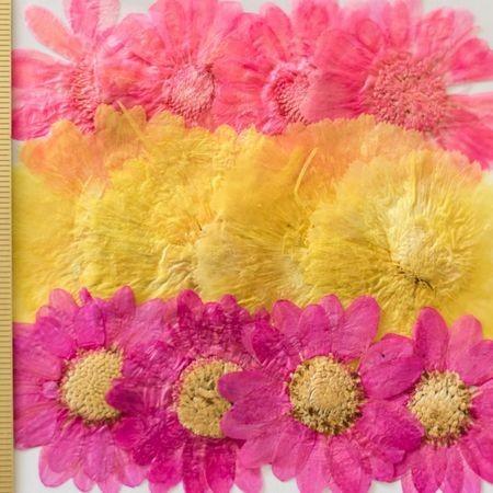 日限定07 ドライ 押し花 金菊ミックス 12輪 1-301 ドライフラワー花材