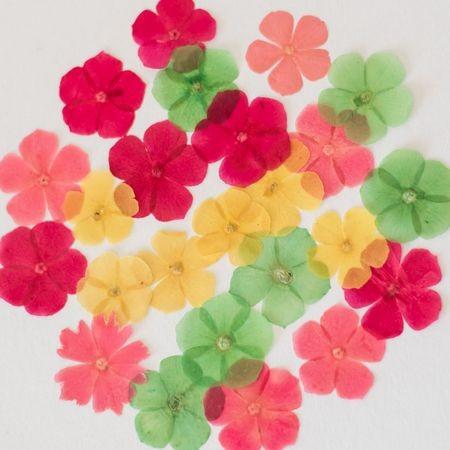 日限定07 ドライ 押し花 フロックス 24輪 ミックス 1-2026 ドライ