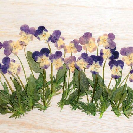 即日 ドライ 押し花 ビオラ ドライフラワー花材 1 108a Y 人気上昇中 ヘレンマウント葉付き