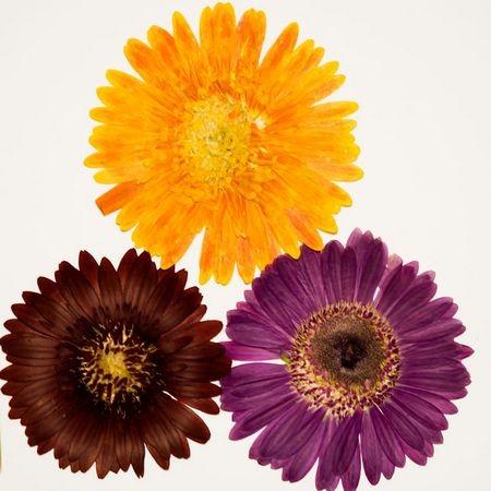 ドライ 押し花 ガーベラ 3輪 1 100m ドライフラワー花材 押し花 169 はなどんやアソシエ 通販 Yahoo ショッピング