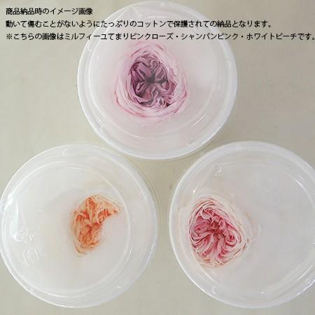 日限定10 プリザーブド 1輪販売 大地農園 ローズ ミルフィーユ