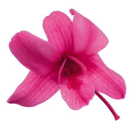 即日 プリザーブド 1輪販売 大地農園 デンファレ ストロベリー 76 2390 221 た行 デンファレ ソニア 178 はなどんやアソシエ 通販 Yahoo ショッピング